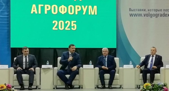 Волгоградское зерно 2024 по качеству превзошло урожай предыдущего года